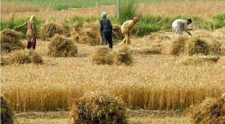 AG Reveals Rs300 Billion Wheat Import Scandal Under Caretaker Govt
