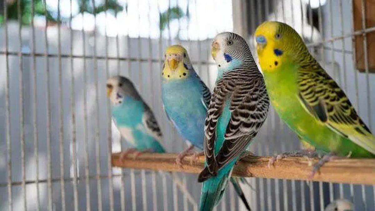 Colorful Australian parrots (budgies) in cage – 2025 Pakistan market