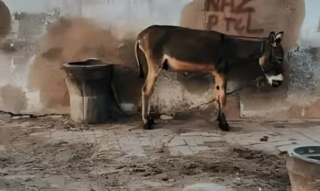 Caught Red-Handed: Donkey Being Slaughtered for Meat in KP’s Battagram