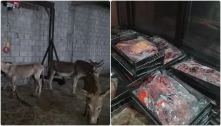900+ Kg Donkey’s Meat Recovered from Islamabad