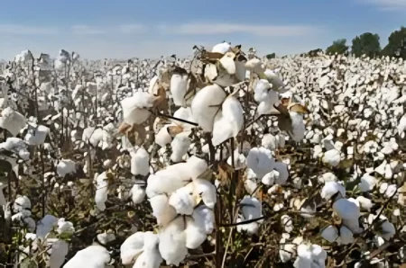 production technology of cotton