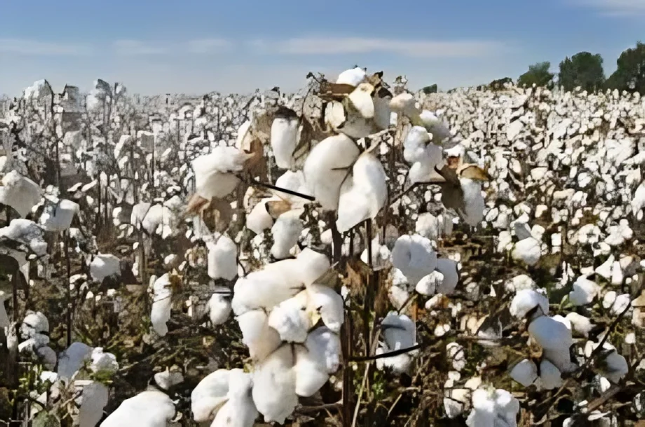 production technology of cotton