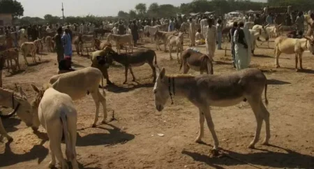 Punjab Has More Donkeys Than Any Other Province in Pakistan — Here’s Why