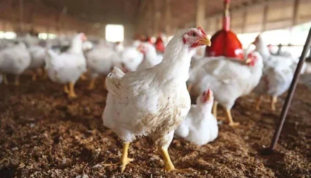 Chicken Rate Set to Increase as Corn Prices Surge