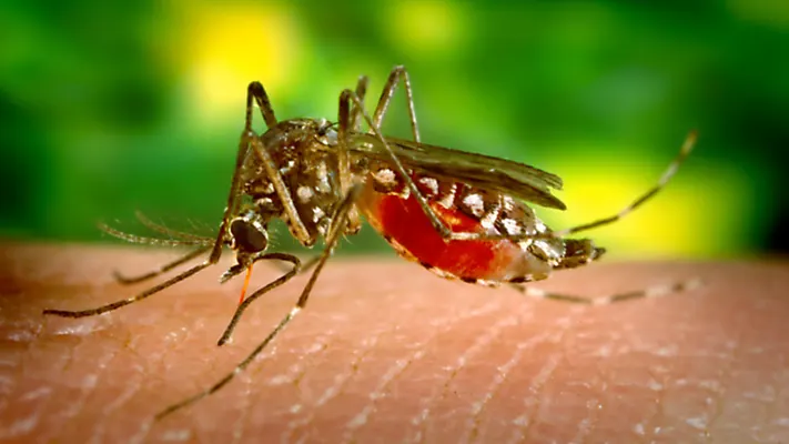 Dengue Cases Tracked in Twin Cities After Seasonal Rains