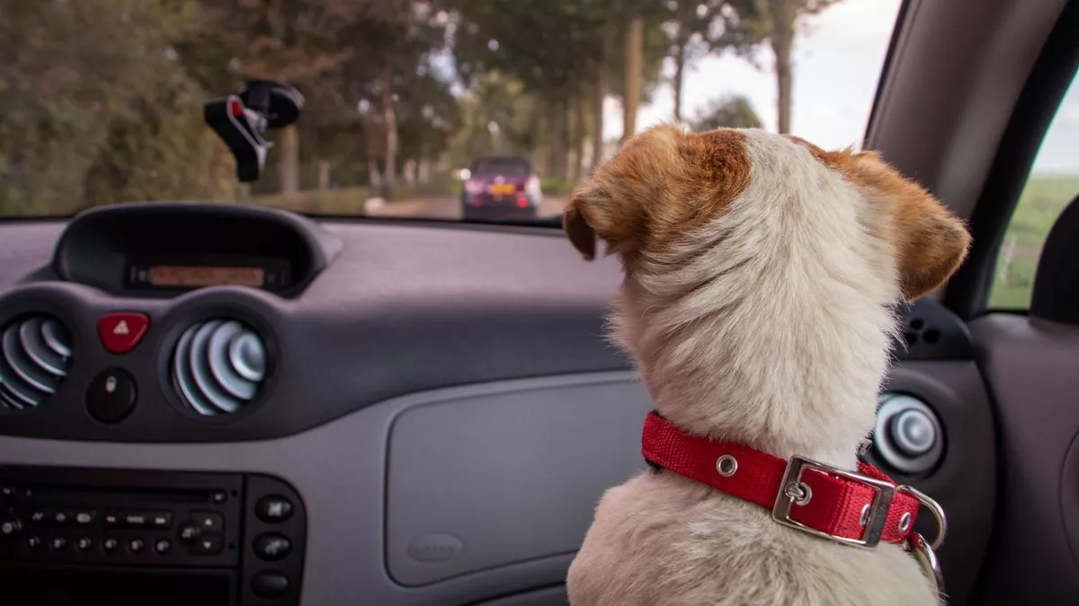 Pet Dog Caught in Govt Car Creates Online Buzz