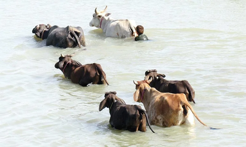 Punjab Establishes Lost and Found Department for Animals Swept Away by Floods