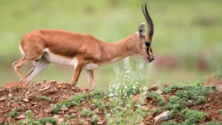 Punjab Imposes Historic Rs. 4 Million Fine for Illegal Chinkara Hunting