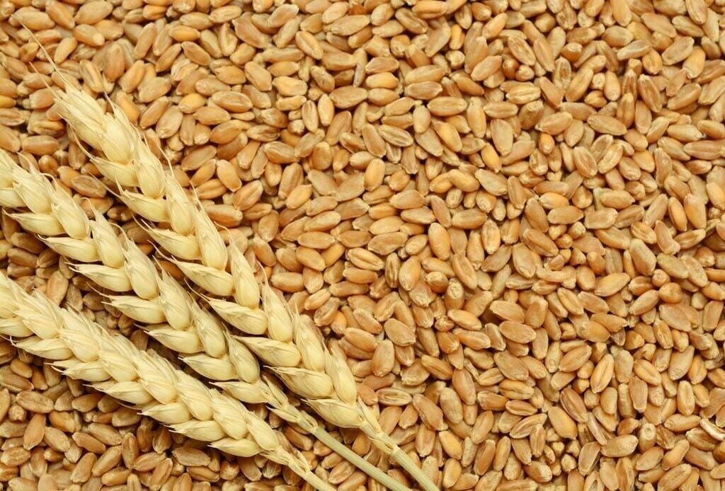 Wheat prices