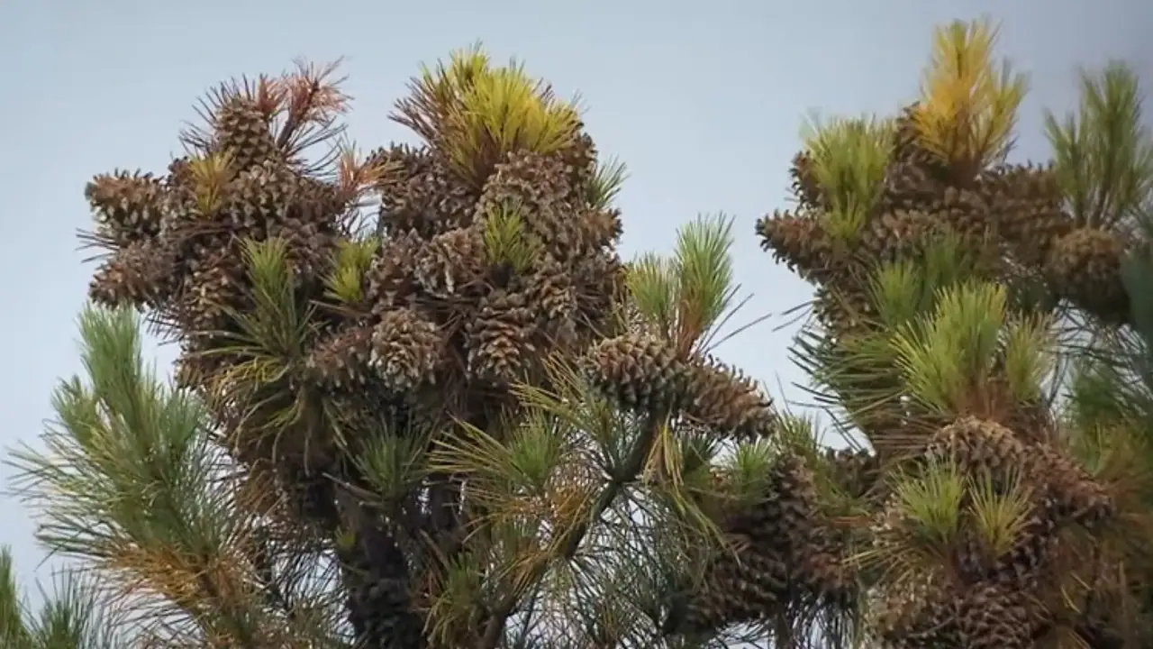 Pakistan Chilgoza forest