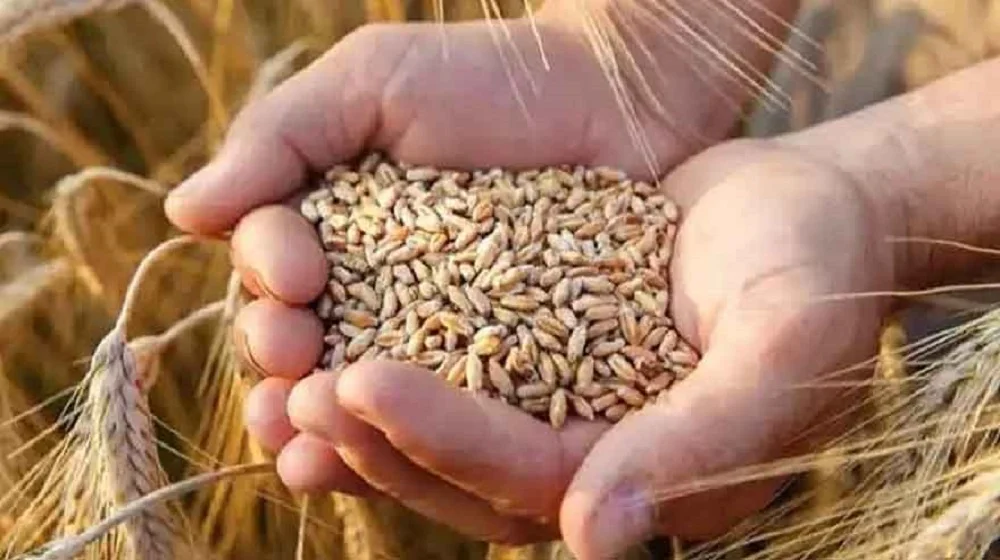 Punjab Extends Ban on Wheat Use in Feed Mills for 30 Days