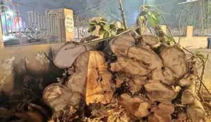 Public Outrage Over Tree Felling Amid Peak Smog Season